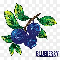 矢量手绘蓝莓插画
