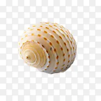 简单的贝壳图片