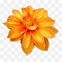 橙色花朵免抠素材