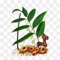 手绘黄精植物图片素材
