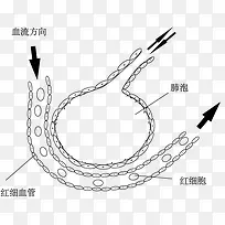 肺泡与血液