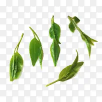 各种大小苦丁茶叶片