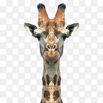 不规则形状长颈鹿图标