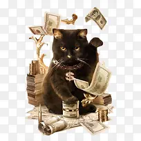 黑色的猫咪图片