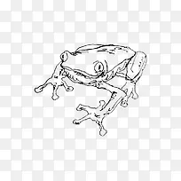 雨林树蛙线描稿