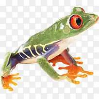 绿色的树蛙小动物
