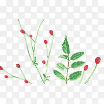 手绘花卉