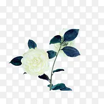 白色花朵深蓝色叶子水墨植物