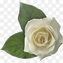 白玫瑰花叶