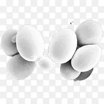 白酵母菌图片素材