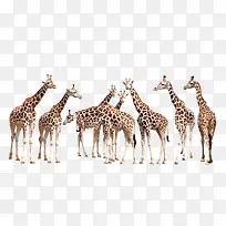 一群长颈鹿