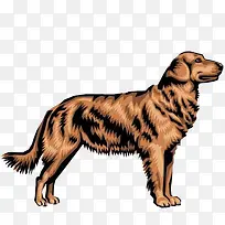 手绘卡通金毛犬