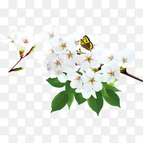 白色樱花上的蝴蝶