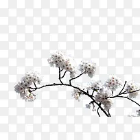 白色樱花枝