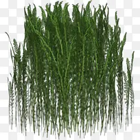 密密麻麻的草丛
