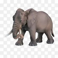 大象笨重的象牙长鼻