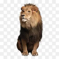 雄狮狮子