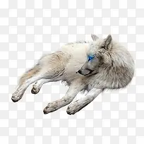 白狼