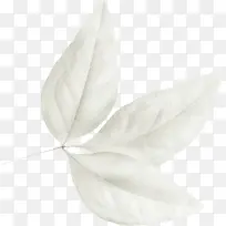 白色枝叶