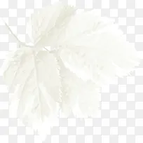 白色树叶