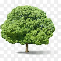 一颗绿树