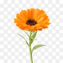 橙色有观赏性带花梗的一朵大花实