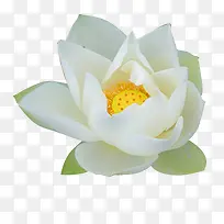 白色莲花