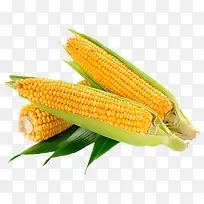 新鲜采摘的玉米