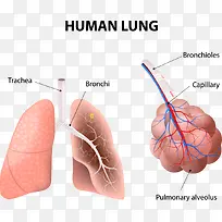 矢量肺部和结构图