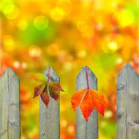栅栏与树叶背景