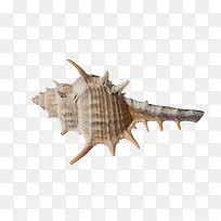 棕色艺术海螺