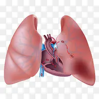 肺和心脏立体插画