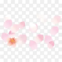 樱花花瓣背景素材
