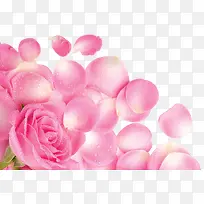 粉色露珠花朵玫瑰花瓣