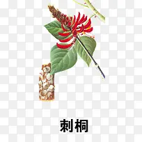 刺桐
