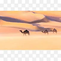 黄色沙漠里的骆驼