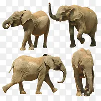 高清四只大象