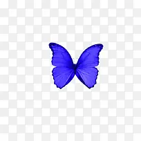 紫蓝色蝴蝶
