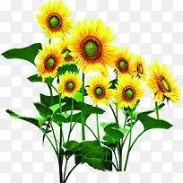 创意合成摄影阳光下的向日葵花卉