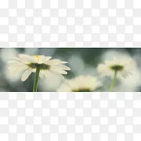 淘宝温馨淡雅白色花朵海报广告背景图片