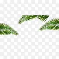 绿色椰树叶子边框纹理