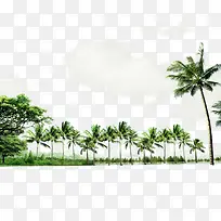 绿色大气椰树边框纹理