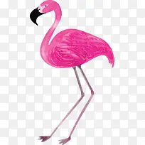 水彩手绘粉色火烈鸟