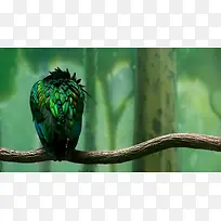 清晰树干鸟儿羽毛绿色