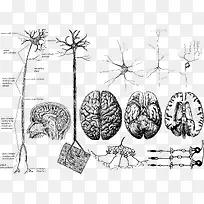 手绘大脑神经系统