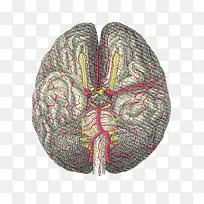 大脑血管