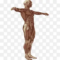 躯体肌肉矢量图