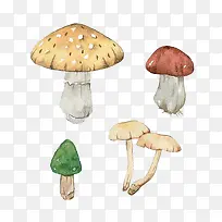 水彩蘑菇