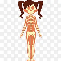 女孩人体骨骼系统