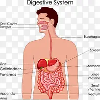 消化系统解剖图矢量素材